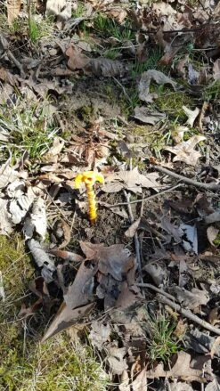 Tentsile X3 Giant Pegs -Tent Specialty Store 02 1