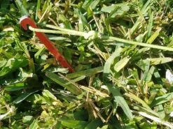 MSR Needle Tent Stakes -Tent Specialty Store 20210106 091650