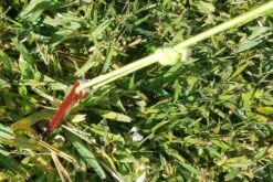 MSR Needle Tent Stakes -Tent Specialty Store 20210106 091711