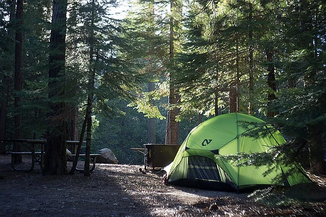 NEMO Losi 3P 5 NEMO Losi 3P - Image 5