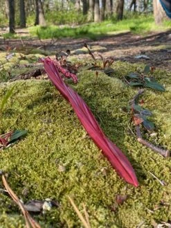 MSR Cyclone Tent Stakes -Tent Specialty Store IMG 1348