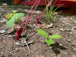 MSR Ultralight Cord -Tent Specialty Store IMG 1499