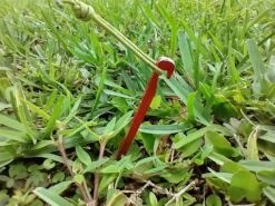 MSR Needle Tent Stakes -Tent Specialty Store IMG 20210628 183052773 HDR